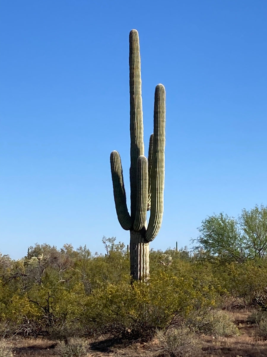 5.33 ACRES ON TWIN HAWKS AIRPARK AZ63
